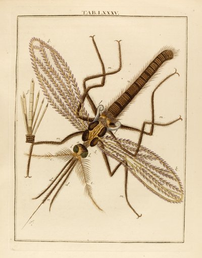 Magnified Mosquito by German School